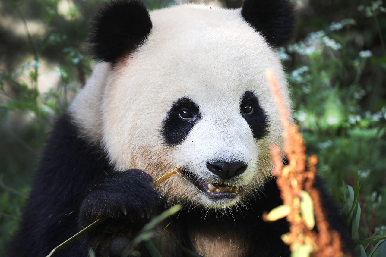 Die Panda Bären Stellen Sich Der Hauptstadt Vor Alles über