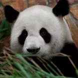 Pandabär Jiao Qing im Berliner Zoo