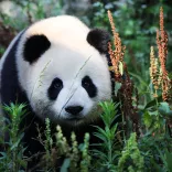 Panda-Bärin Meng Meng