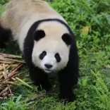 Panda Meng Meng im Berliner Zoo