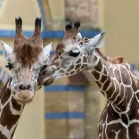Giraffen