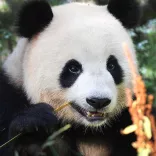 Pandabär Meng Meng im Berliner Zoo 