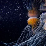 Schirmquallen im Aquarium