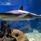 Schwarzspitzenriffhai