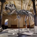 T.rex Tristan im Museum für Naturkunde 