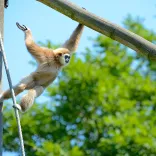 Weisshandgibbon im Tierpark Berlin 
