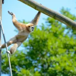 Weisshandgibbon im Tierpark Berlin 
