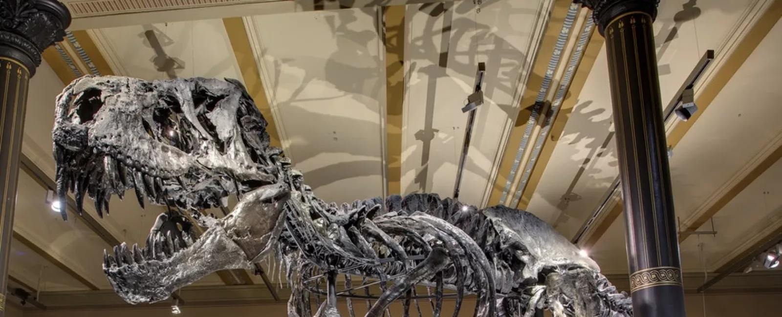 Foto: T-Rex Tristan Otto im Naturkundemuseum
