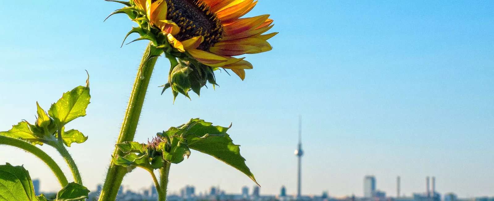 Sunflower plant with cityscape in background