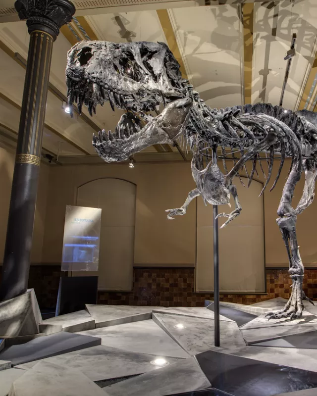 Foto: T-Rex Tristan Otto im Naturkundemuseum