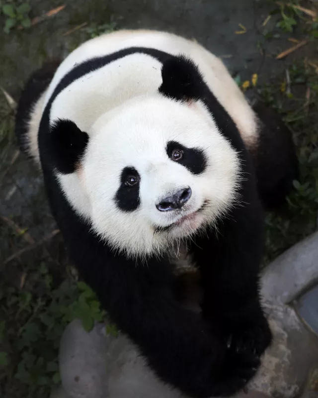 Panda Jiao Qing im Berliner Zoo