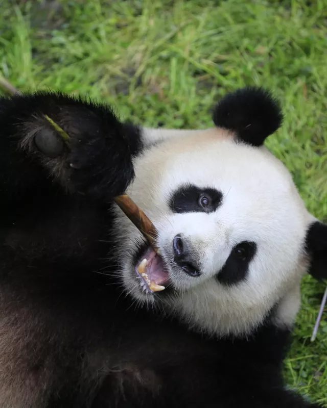 Panda Jiao Qing aus dem Berliner Zoo