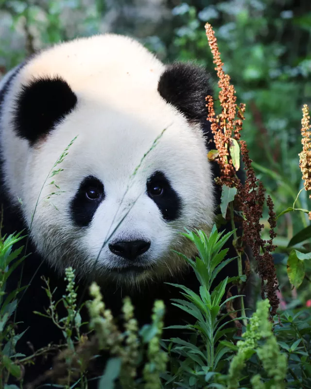 Panda Meng Meng im Berliner Zoo