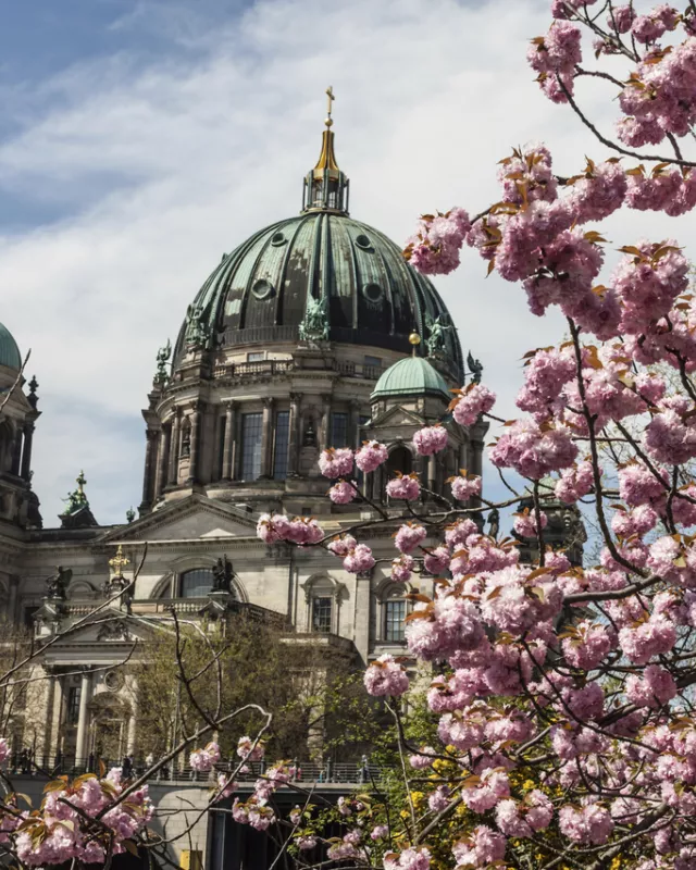 Kirschblüten Berliner Dom