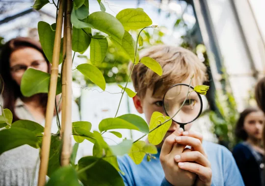 Junge schaut sich konzentriert eine Pflanze durch eine Lupe an