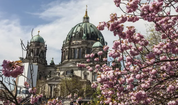Kirschblüten Berliner Dom
