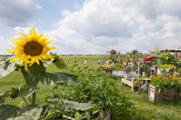 Stadtteilgarten Schillerkiez