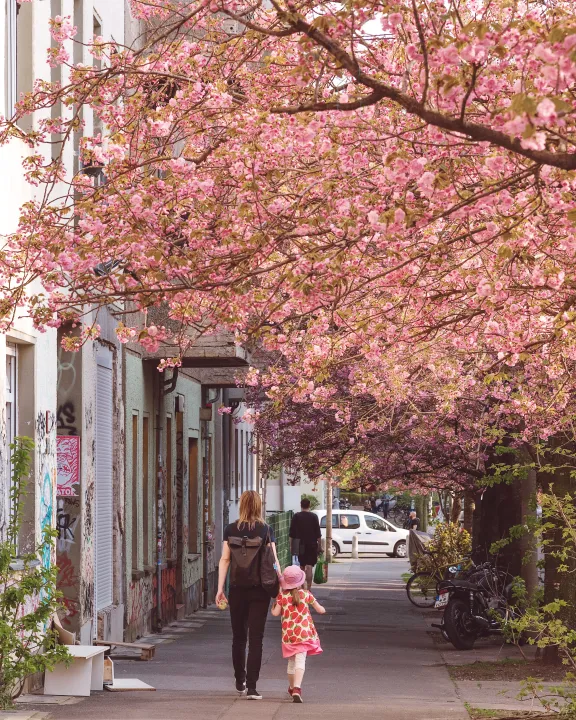Kirschblüte im Kiez