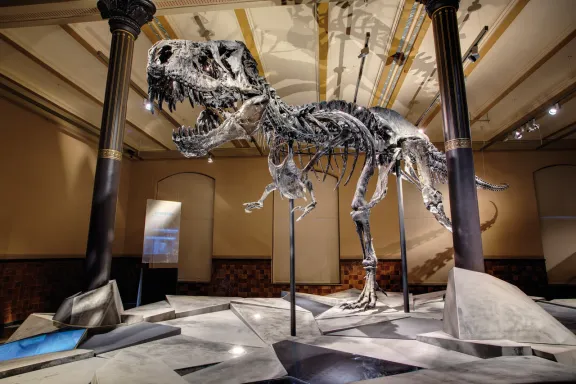 T-REX Skelet im Museum für Naturkunde