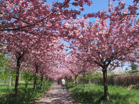 Berliner Mauerweg