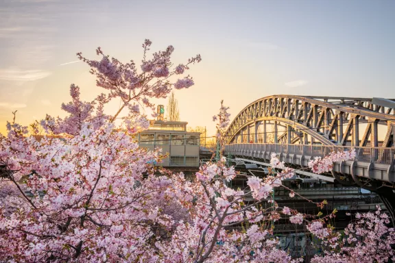 Kirschblüte entlang dem Berliner Mauerweg in Prenzlauer Berg Kirschblüte entlang dem Berliner Mauerweg in Prenzlauer Berg